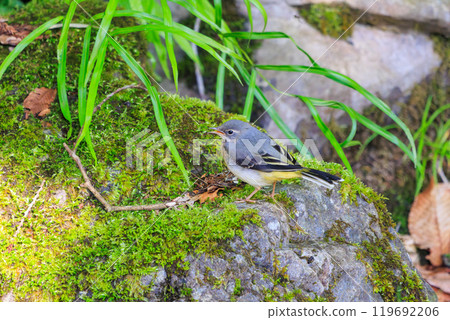 一隻美麗的黃鶺鴒（Wagtailidae）在長滿青苔的溪流中尋找食物，東京八王子市。 119692206