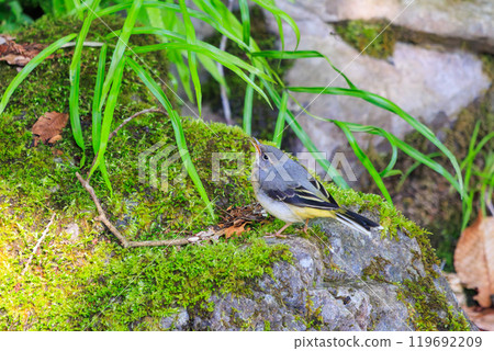 A beautiful grey wagtail (Wagtailidae) searching for food in a mossy stream. Hachioji Castle ruins, Hachioji, Tokyo. Photo taken in May 2024. 119692209