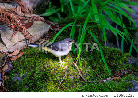 A beautiful grey wagtail (Wagtailidae) searching for food in a mossy stream. Hachioji Castle ruins, Hachioji, Tokyo. Photo taken in May 2024. 119692223