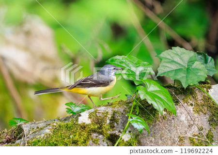 A beautiful grey wagtail (Wagtailidae) searching for food in a mossy stream. Hachioji Castle ruins, Hachioji, Tokyo. Photo taken in May 2024. A beautiful grey wagtail (Wagtailidae) searching for food in a mossy stream. Hachioji Castle ruins, Hachioji, Tokyo. Photo taken in May 2024. 119692224
