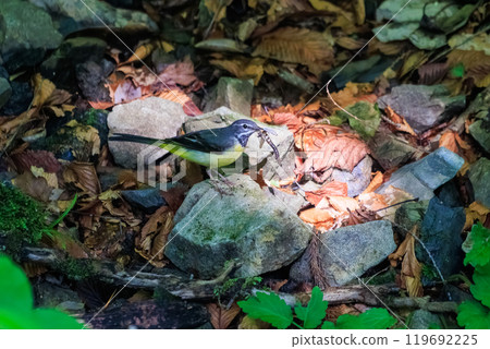 一隻美麗的黃鶺鴒（Wagtailidae）在長滿青苔的溪流中尋找食物，東京八王子市。 119692225