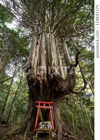Giant Japanese cypress trees, Twelve Yasu, Goshogawara City, Aomori Prefecture 119692375