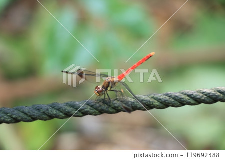 Red dragonfly perched on a rope 119692388