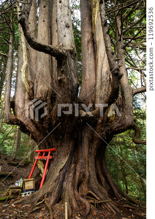 Twelve unusual cypress trees, Goshogawara City, Aomori Prefecture Twelve unusual cypress trees, Goshogawara City, Aomori Prefecture 119692536