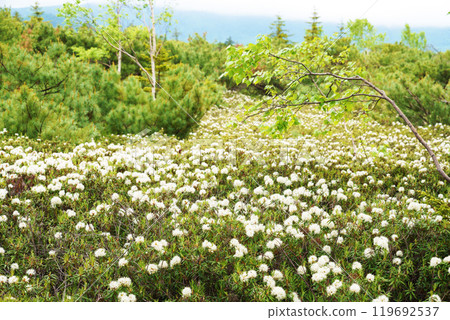 Isotsutsuji blooming all over the foothills of Mt. Io, Hokkaido 119692537