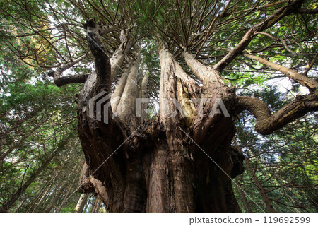 Strange tree in the forest: Twelve Yasu, Goshogawara City, Aomori Prefecture 119692599