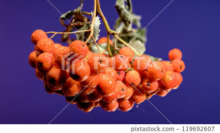 Orange Rowan berries on a blue background Orange Rowan berries on a blue background 119692607