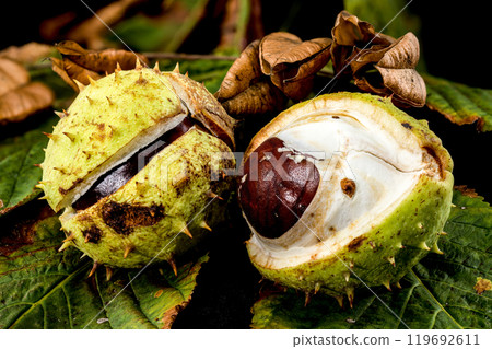 Close-up of a horse chestnut (conker) seed emerging from its spiky green husk on a background of leaves 119692611