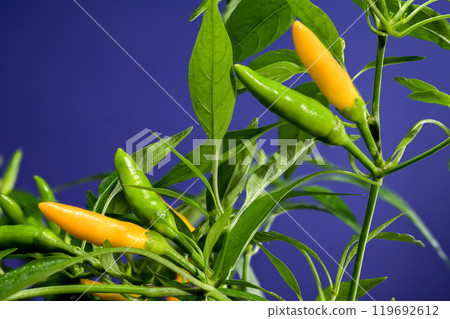 Golden Cayenne Pepper on a blue background 119692612