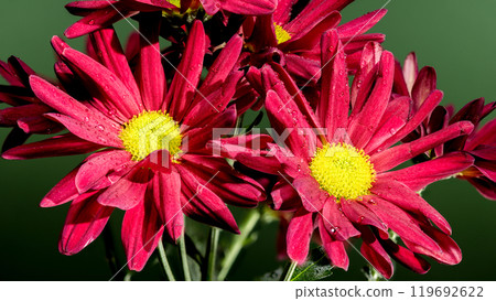 Blooming red red chamomile chrysanthemum on a green background 119692622