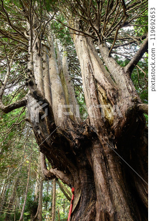 Strange tree in the forest: Twelve Yasu, Goshogawara City, Aomori Prefecture Strange tree in the forest: Twelve Yasu, Goshogawara City, Aomori Prefecture 119692653