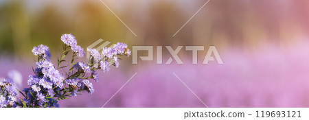 Banner Purple Pastel margaret flower floral blossom blurred background. Pastel violet romance bloom spring season. Magenta petals blossom in garden. Banner violet floral wildflower with copy space 119693121