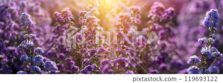 Banner Purple Pastel margaret flower floral blossom blurred background. Pastel violet romance bloom spring season. Magenta petals blossom in garden. Banner violet floral wildflower with copy space Banner Purple Pastel margaret flower floral blossom blurred background. Pastel violet romance bloom spring season. Magenta petals blossom in garden. Banner violet floral wildflower with copy space 119693122