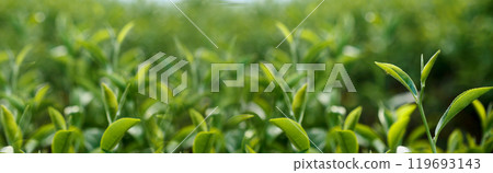 Banner Green tea tree leaves field young tender bud herbal Green tea tree in camellia sinensis organic farm. Panorama Fresh Tree tea leaf plant green nature in herbal farm background with Copy Space 119693143