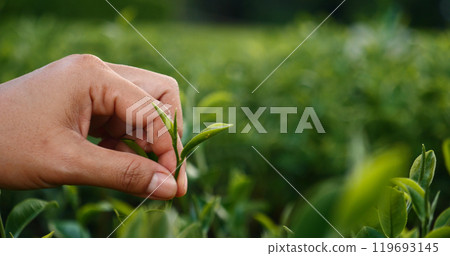 Woman Hand holding harvest plucking black green tea herbal agriculture. Woman work Black Tea farm harvest. hand plucking green tea tree picking bud young tender camellia sinensis leaves organic farm Woman Hand holding harvest plucking black green tea herbal agriculture. Woman work Black Tea farm harvest. hand plucking green tea tree picking bud young tender camellia sinensis leaves organic farm 119693145
