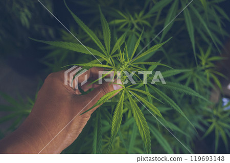 Green weed Marijuana hands picking bud tree cannabis plant narcotic herbal in CBC greenhouse. Hands with cannabis crude oil medicine farm. CBC, THC herb agriculture. Weed leaf Drug Medicine plant Green weed Marijuana hands picking bud tree cannabis plant narcotic herbal in CBC greenhouse. Hands with cannabis crude oil medicine farm. CBC, THC herb agriculture. Weed leaf Drug Medicine plant 119693148
