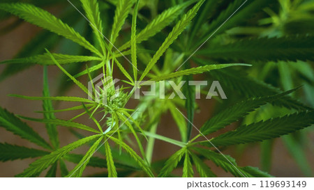 Green weed Marijuana tree cannabis plant narcotic herbal in CBC greenhouse. Hemp leaf made cannabis crude oil medicine farm. CBC, THC herb agriculture Weed leaf Drug. Medicine sustainability concept 119693149