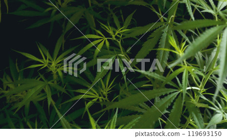 Green weed Marijuana tree cannabis plant narcotic herbal in CBC greenhouse. Hemp leaf made cannabis crude oil medicine farm. CBC, THC herb agriculture Weed leaf Drug. Medicine sustainability concept 119693150