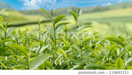 Green tea tree fresh leaves in eco herbal farm. Tree tea plantations in morning sun light. Freshness herbal natural garden farmland. Drinking organic relax heath plant. Green tea tree in farm 119693151