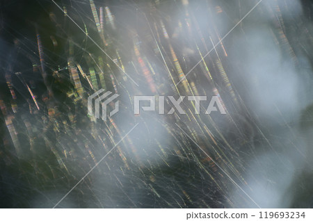 Banner Spider web poisonous animal beauty in nature with copy space. Panorama Black spider netting silk web spiral in sunlight summer vibrant color. Poison animal wildlife green nature backgrounds 119693234