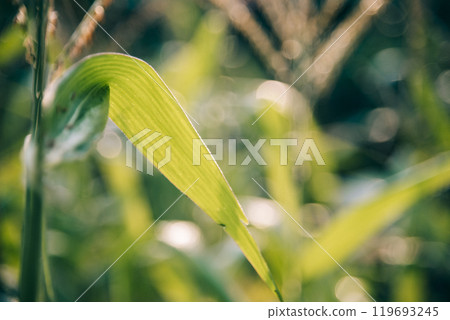 Nature forest green tree magic sunlight beam light in woodland. Beautiful rays of sunlight in tranquil green forest. Sumbeam through ray light outdoors park. Natural Blurred background summer time. 119693245