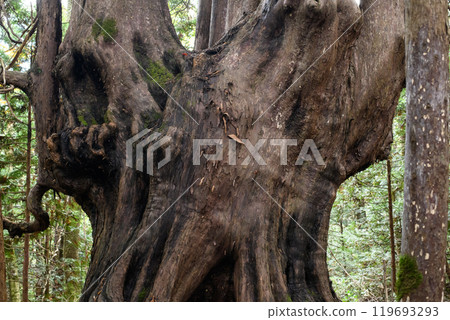 Giant Japanese cypress tree "Twelve Yasu" Goshogawara City Aomori Prefecture 119693293