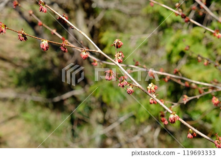 The tufted cherry blossoms herald the arrival of spring [Tsukui, Sagamihara City, March] 119693333