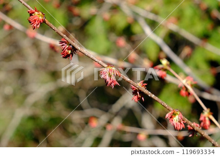 The tufted cherry blossoms herald the arrival of spring [Tsukui, Sagamihara City, March] 119693334