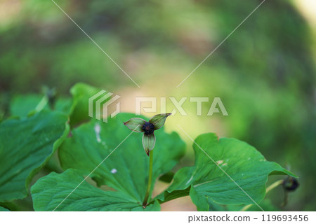 Trillium "wildflower" Trillium "wildflower" 119693456