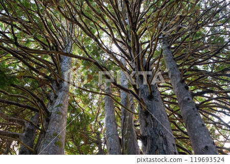 青森縣五所川原市松柏樹阿蘇納羅奇樹「十二本安」的上部枝條 青森縣五所川原市松柏樹阿蘇納羅奇樹「十二本安」的上部枝條 119693524