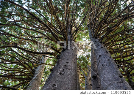 The unusual tree "Twelve Yasu" - the upper branches, Hinoki Asunaro, Goshogawara City, Aomori Prefecture 119693535