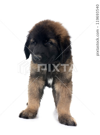 puppy Leonberger in studio 119693540
