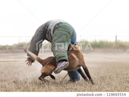 training of belgian shepherd training of belgian shepherd 119693554