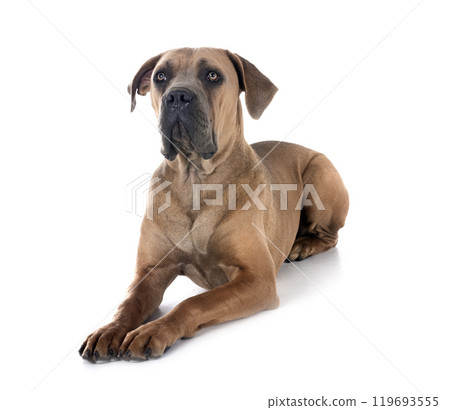 young cane corso 119693555