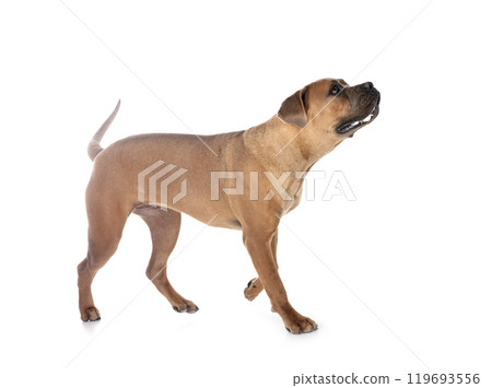 young cane corso 119693556