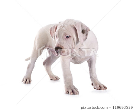 puppy bully XXL in studio 119693559