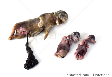 dead puppies in studio 119693566