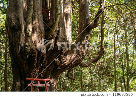 The unusual Japanese cypress tree "Twelve Yasu" Goshogawara City Aomori Prefecture The unusual Japanese cypress tree "Twelve Yasu" Goshogawara City Aomori Prefecture 119693590