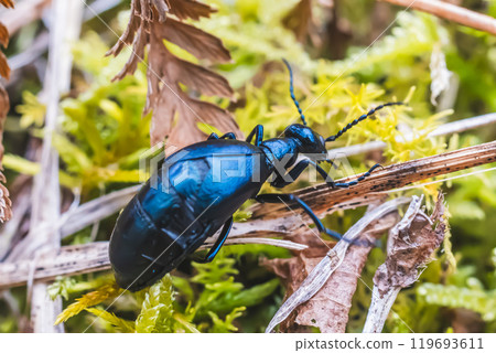 Tsuchihanhumo 119693611