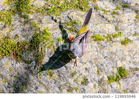 2024 年 5 月,東京八王子市,一隻美麗的黃鶺鴒(Wagtailidae)在溪流中洗澡,然後跳出八王子城遺址 2024 年 5 月,東京八王子市,一隻美麗的黃鶺鴒(Wagtailidae)在溪流中洗澡,然後跳出八王子城遺址 119693646