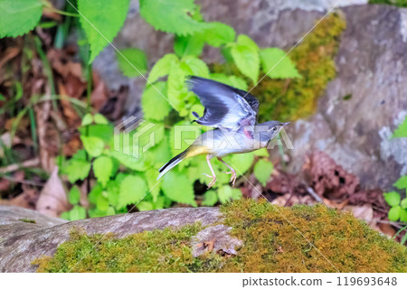 2024 年 5 月，東京八王子市，一隻美麗的黃鶺鴒（Wagtailidae）在溪流中洗澡，然後跳出八王子城遺址 119693648