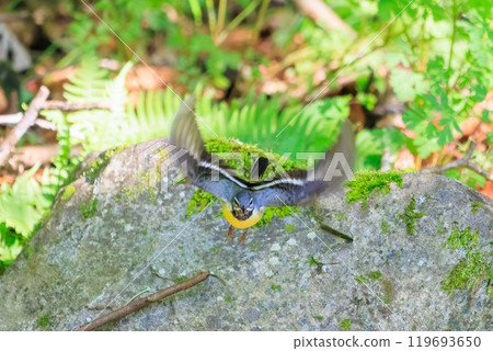 A beautiful grey wagtail (Wagtailidae) bathing in a stream and jumping out. Hachioji Castle Ruins, Hachioji City, Tokyo. May 2024 A beautiful grey wagtail (Wagtailidae) bathing in a stream and jumping out. Hachioji Castle Ruins, Hachioji City, Tokyo. May 2024 119693650