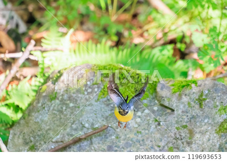 A beautiful grey wagtail (Wagtailidae) bathing in a stream and jumping out. Hachioji Castle Ruins, Hachioji City, Tokyo. May 2024 A beautiful grey wagtail (Wagtailidae) bathing in a stream and jumping out. Hachioji Castle Ruins, Hachioji City, Tokyo. May 2024 119693653