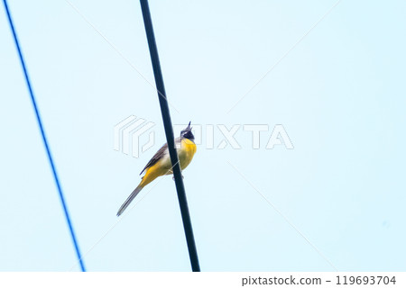 A beautiful singing grey wagtail (Wagtailidae) Hachioji Castle ruins, Hachioji City, Tokyo. Photographed in May 2024. 119693704