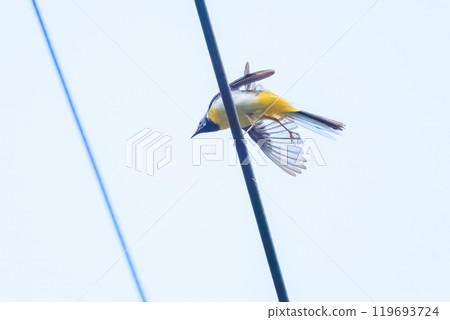 一隻美麗的黃鶺鴒（Wagtailidae）正在梳理翅膀，東京八王子市。 119693724