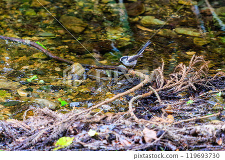 A cute long-tailed tit (family: Long-tailed tit) bathing in a stream. Hachioji Castle ruins, Hachioji City, Tokyo. Photo taken in May 2024. A cute long-tailed tit (family: Long-tailed tit) bathing in a stream. Hachioji Castle ruins, Hachioji City, Tokyo. Photo taken in May 2024. 119693730