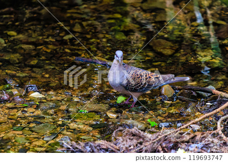 A beautiful turtle dove (Columbidae) bathing in a stream. Hachioji Castle ruins, Hachioji City, Tokyo. Photo taken in May 2024. 119693747