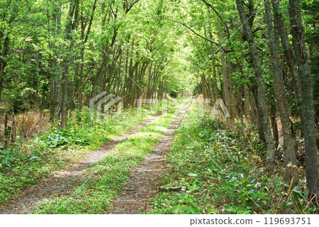 北海道森林中的小路 119693751