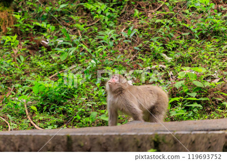 A group of cute Japanese macaques (family Cercopithecus) appear on a forest road at dusk. Hachioji Castle Ruins, Hachioji City, Tokyo 2024 119693752