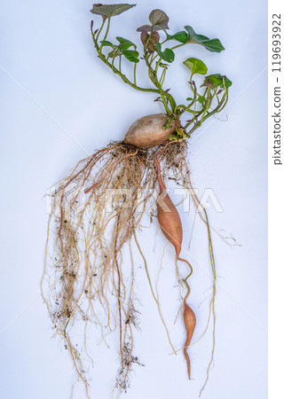 Annou sweet potato harvest growth status potato digging autumn digging up tuberous root Annou sweet potato harvest growth status potato digging autumn digging up tuberous root 119693922